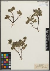 Foto von Salix myrsinites L.